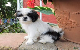 Shih Tzu dogs for sale: Mocha - Image 4