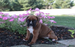 Boxer dogs for sale: Ashley - Image 3