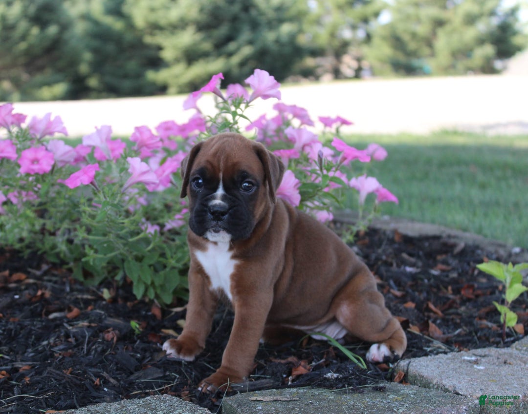 Boxer dogs for sale: Ashley - Image 3