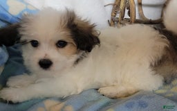 Havapoo dogs for sale: Kavi - Image 4