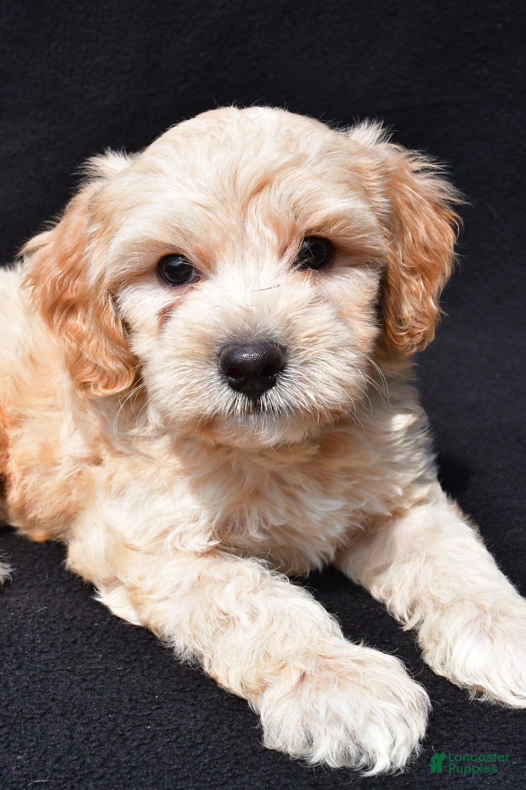 Cavapoo dogs for sale: Rex - Image 8