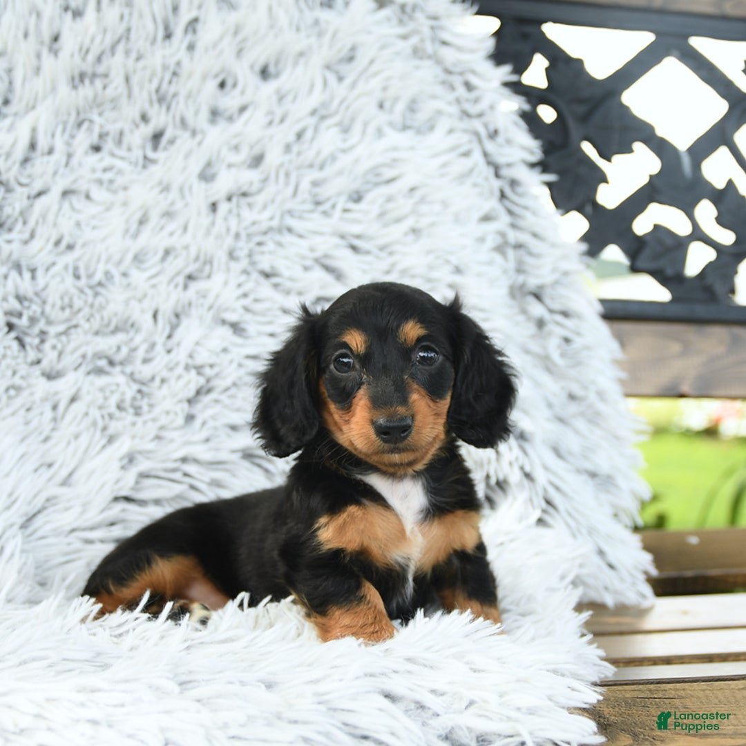 Miniature Dachshund dogs for sale: Belle - Image 5