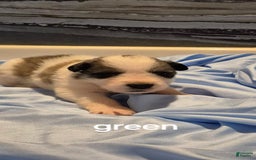 Great Pyrenees dogs for sale: Green - Image 10