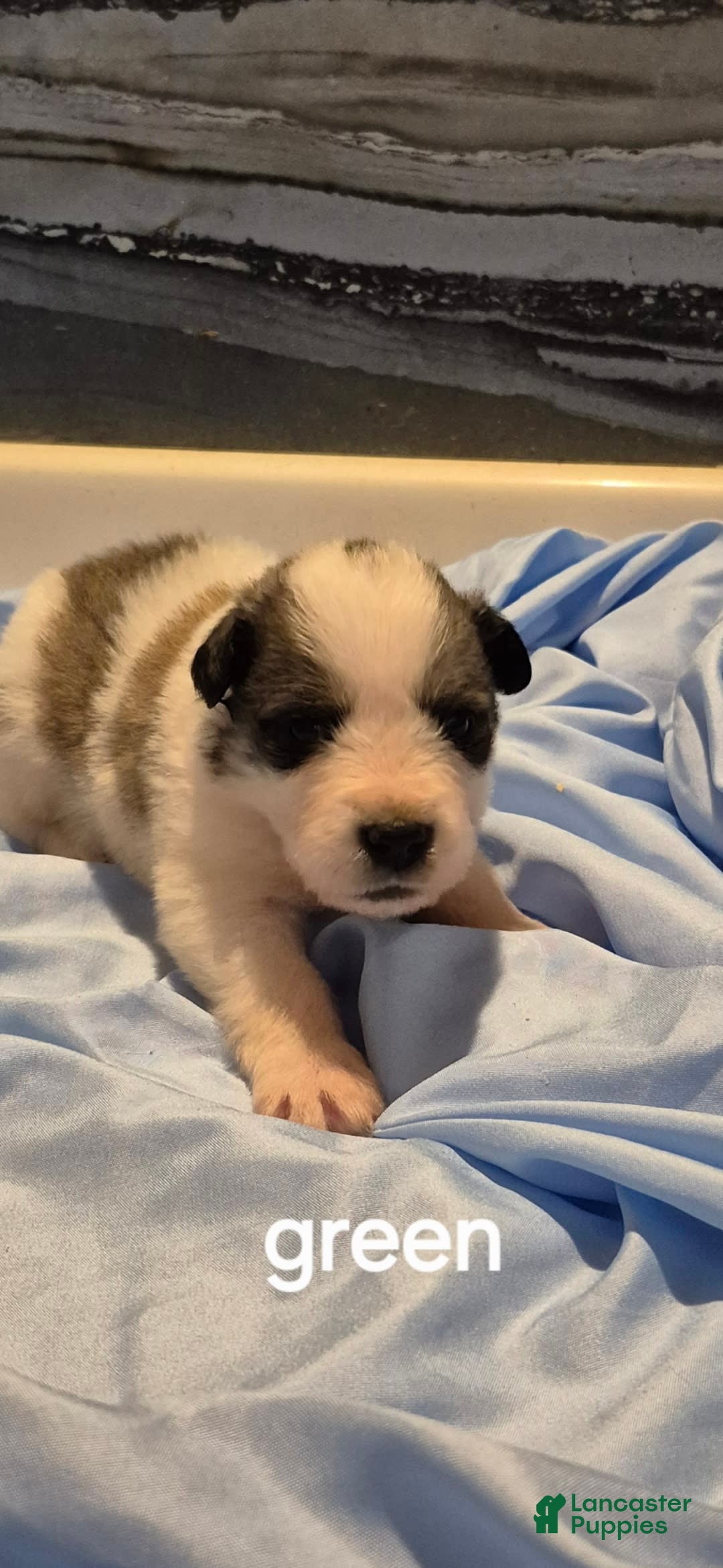 Great Pyrenees dogs for sale: Green - Image 10