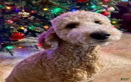 Goldendoodle dogs for sale: Molly - Image 4