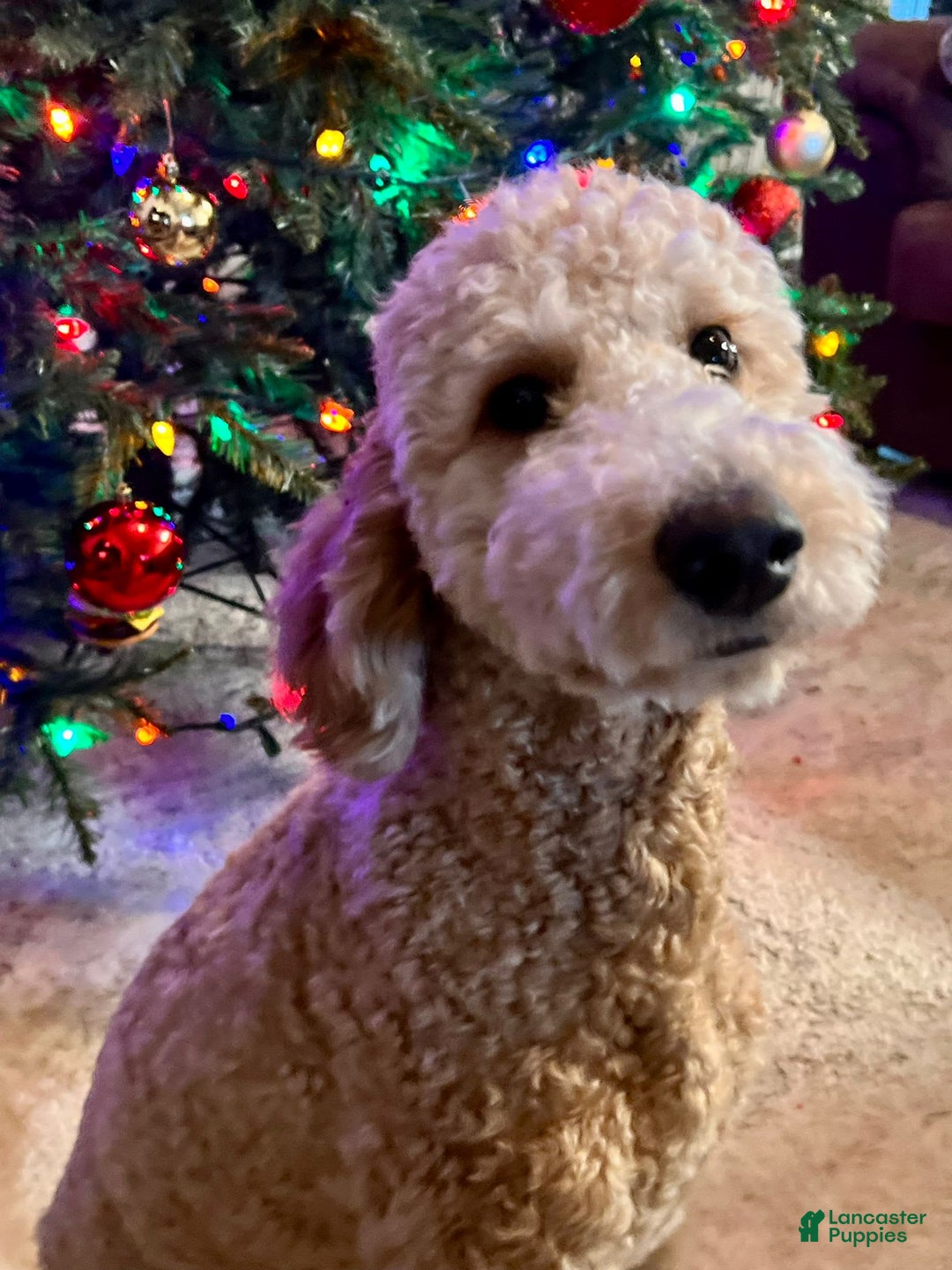 Goldendoodle dogs for sale: Molly - Image 4