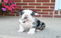 Olde English Bulldogge dogs for sale: Chase - Image 3