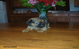 Chihuahua dogs for sale: Foxy - Image 2