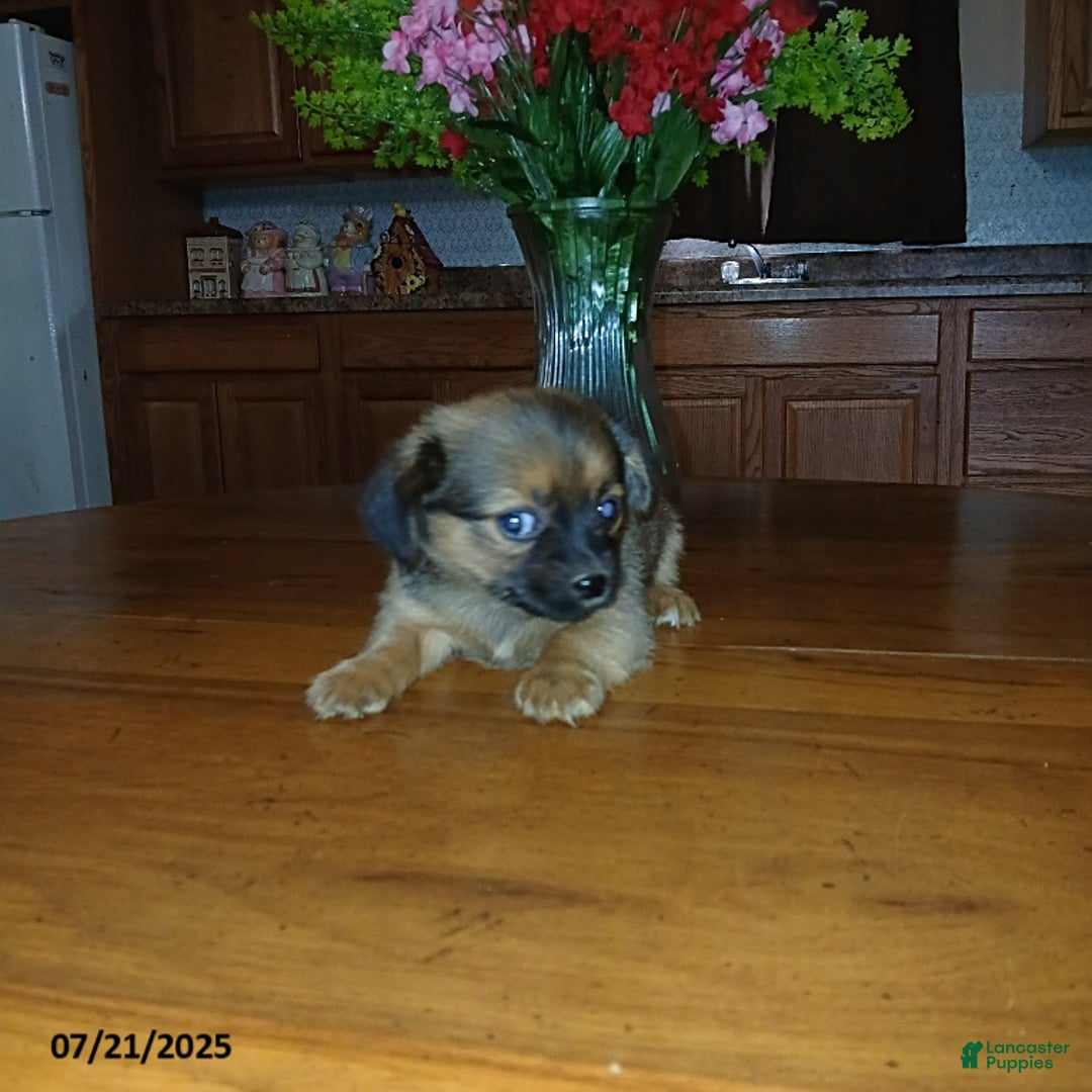 Chihuahua dogs for sale: Foxy - Image 2