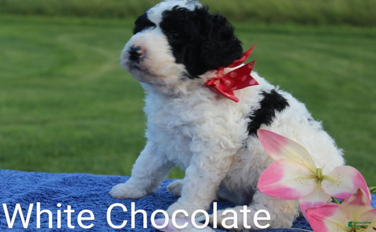 Spanish Water Dog dogs - Advert 2