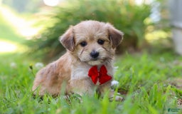 Morkie dogs for sale: Kelvin - Image 10