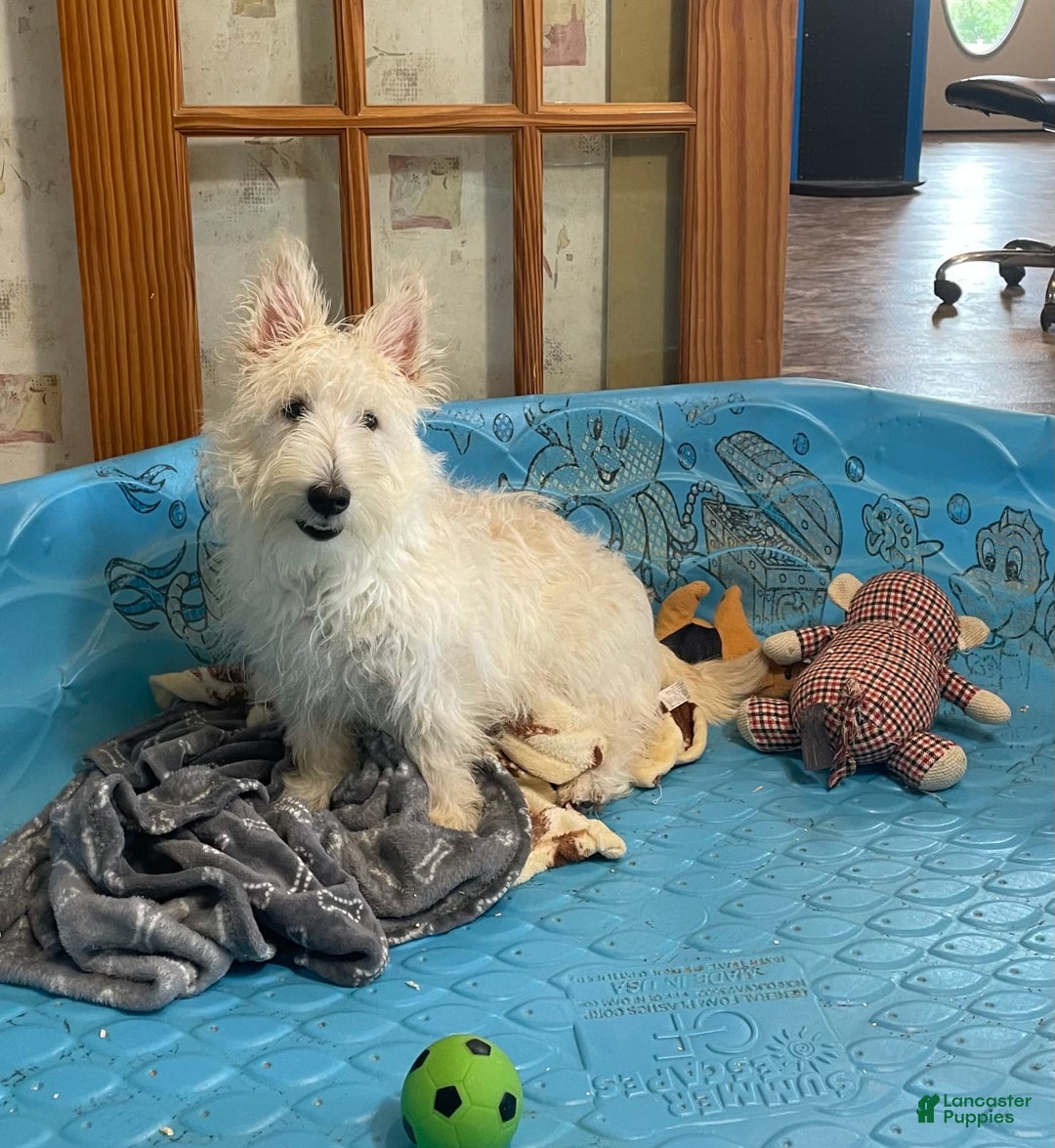 Scottish Terrier dogs for sale: Olivia - Image 2