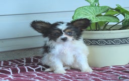 Papillon dogs for sale: Missy - Image 8