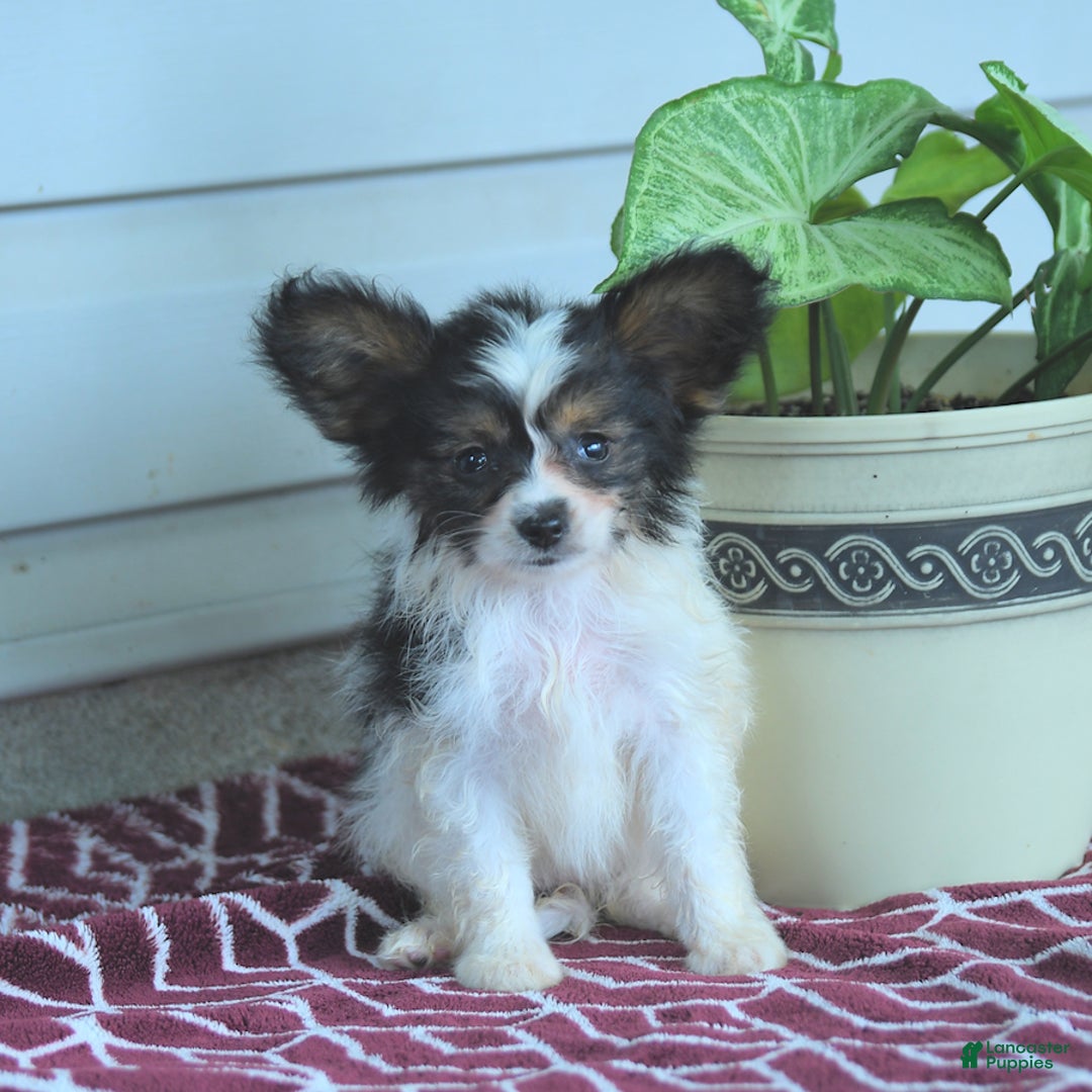 Papillon dogs for sale: Missy - Image 8