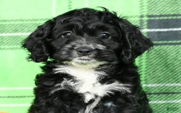 Cockapoo dogs for sale: Vance - Image 7