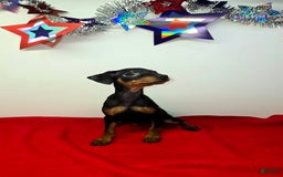 Miniature Pinscher dogs for sale: Layla - Image 5