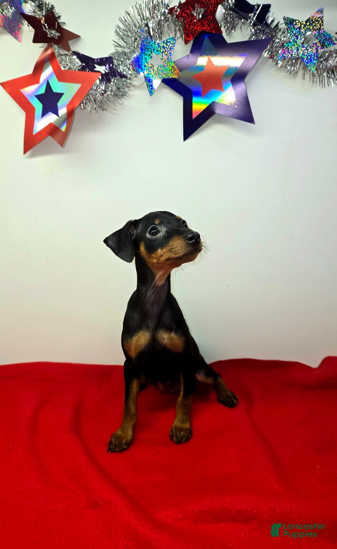 Miniature Pinscher dogs for sale: Layla - Image 5
