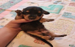 Miniature Dachshund dogs for sale: Perry - Image 13