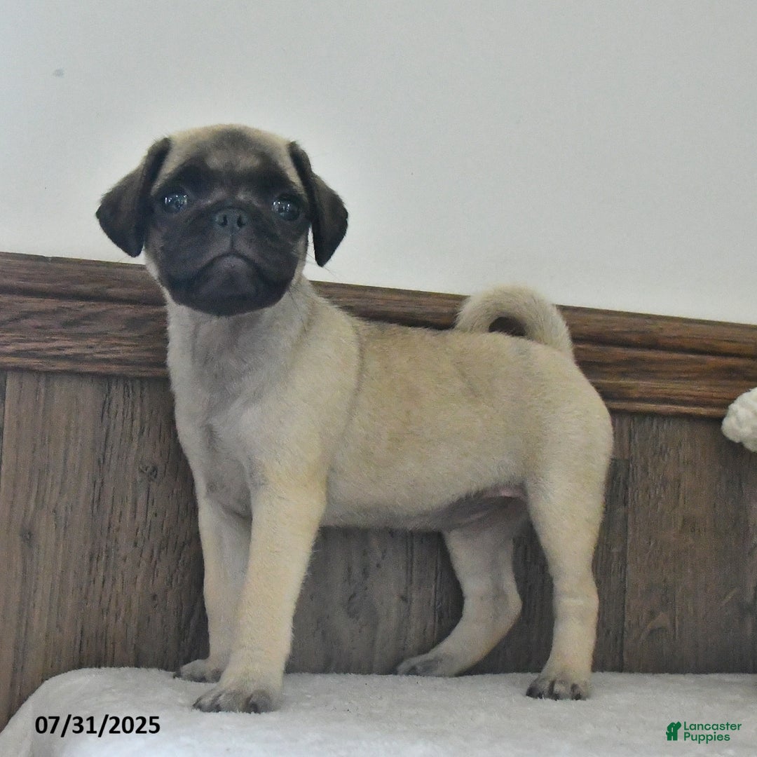 Puggle dogs for sale: Sunflower - Image 3