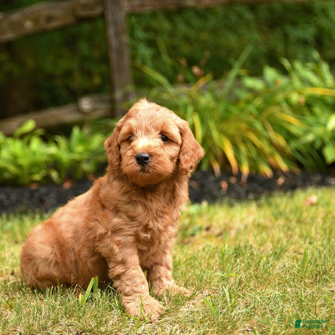 Mini Goldendoodle dogs for sale: Rocky - Image 5