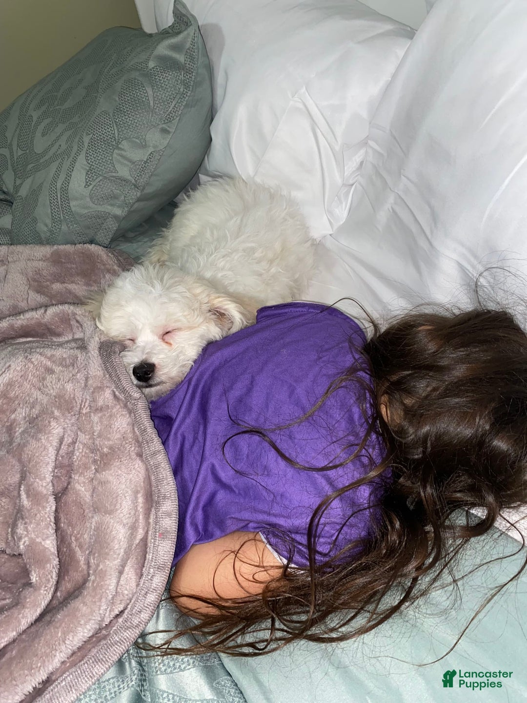 Bichon Frise dogs for sale: Marshall - Image 3