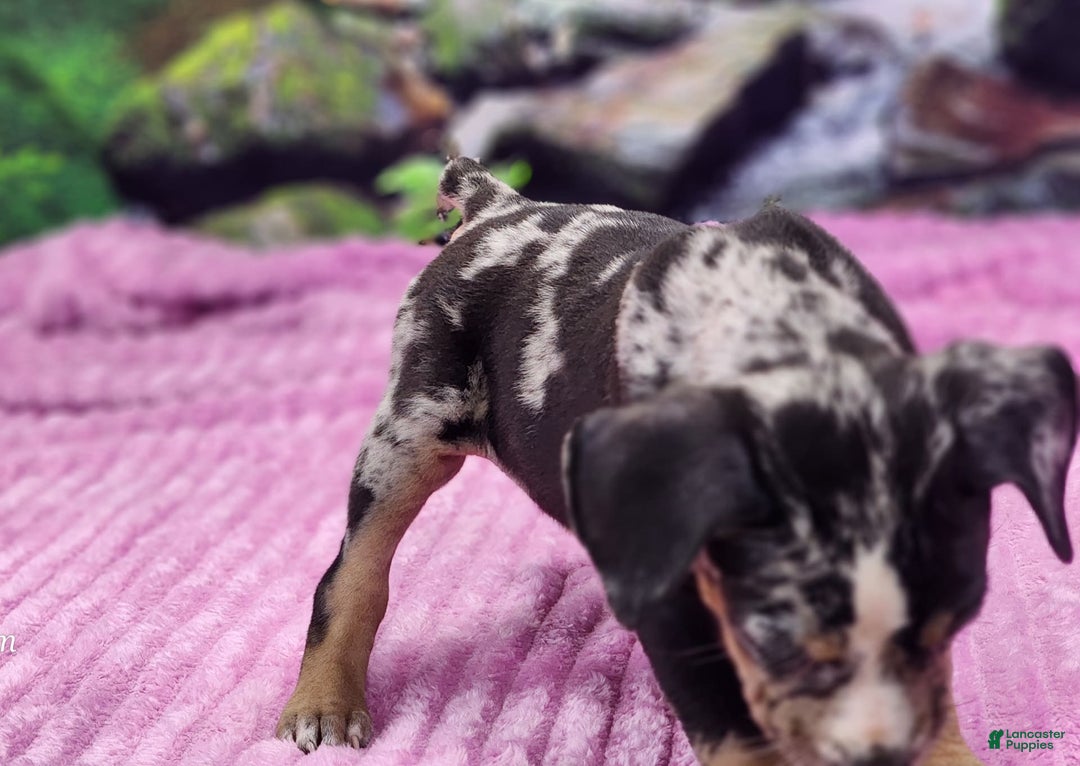 Catahoula Leopard Dog dogs for sale: Luna 2025 Female 3 - Image 14