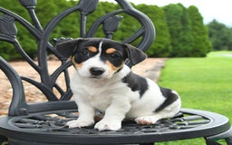 Jack Russell Terrier dogs for sale: Minnie - Image 2