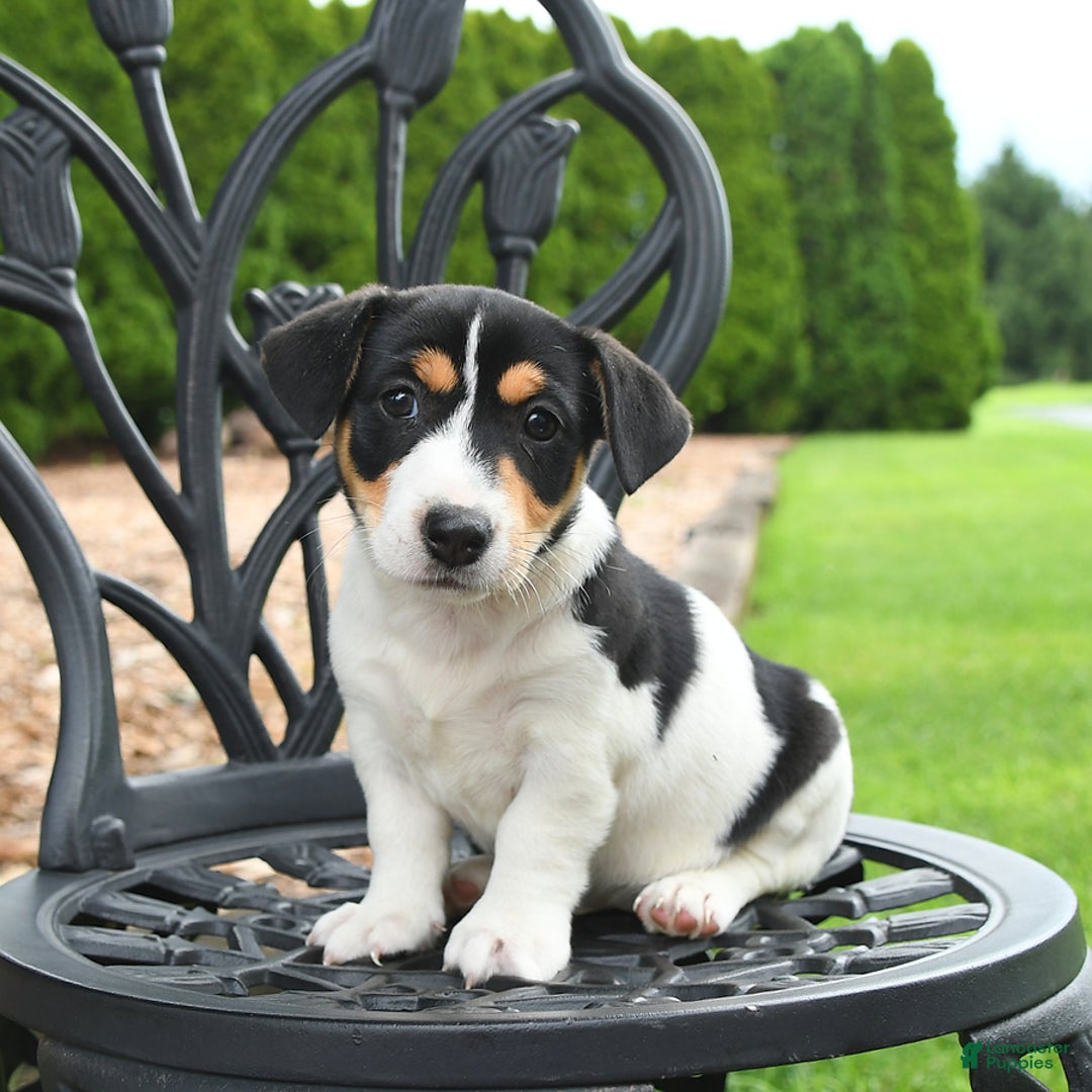 Jack Russell Terrier dogs for sale: Minnie - Image 2