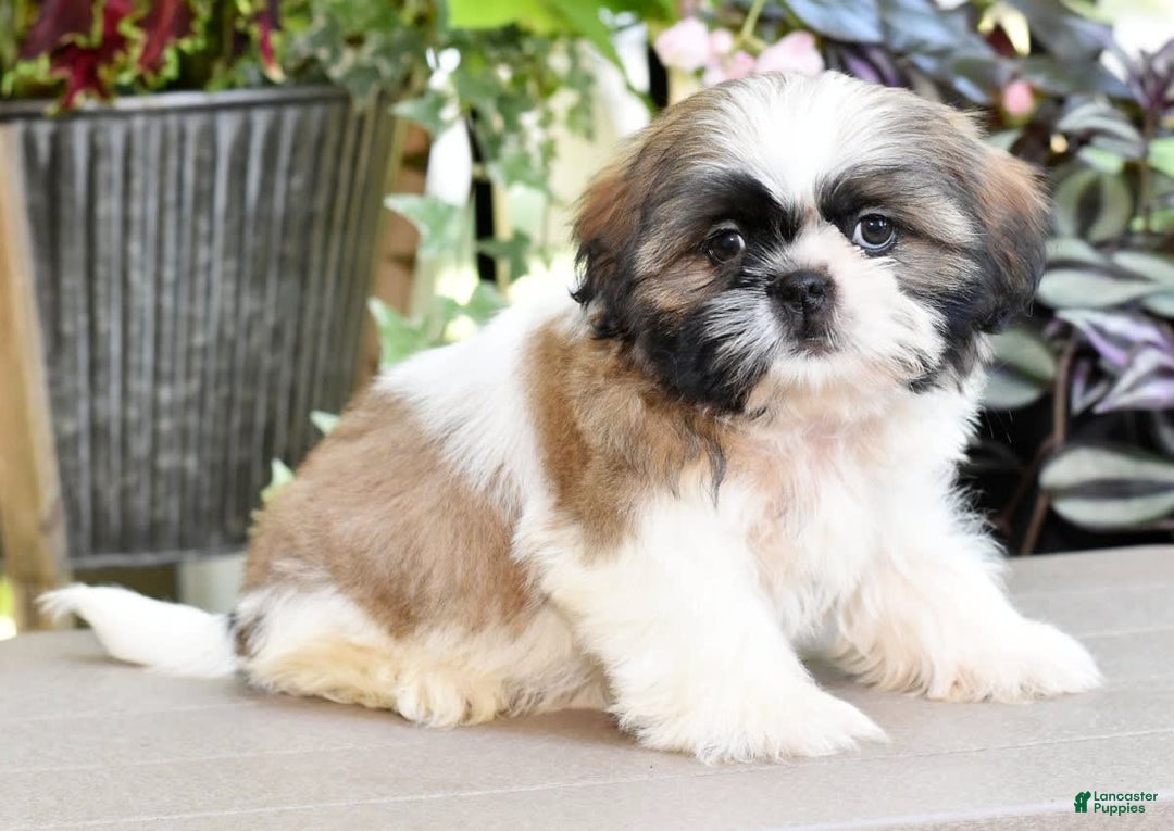 Shih Tzu dogs for sale: Denali - Image 6