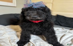 Standard Poodle dogs for sale: Ningning - Image 2