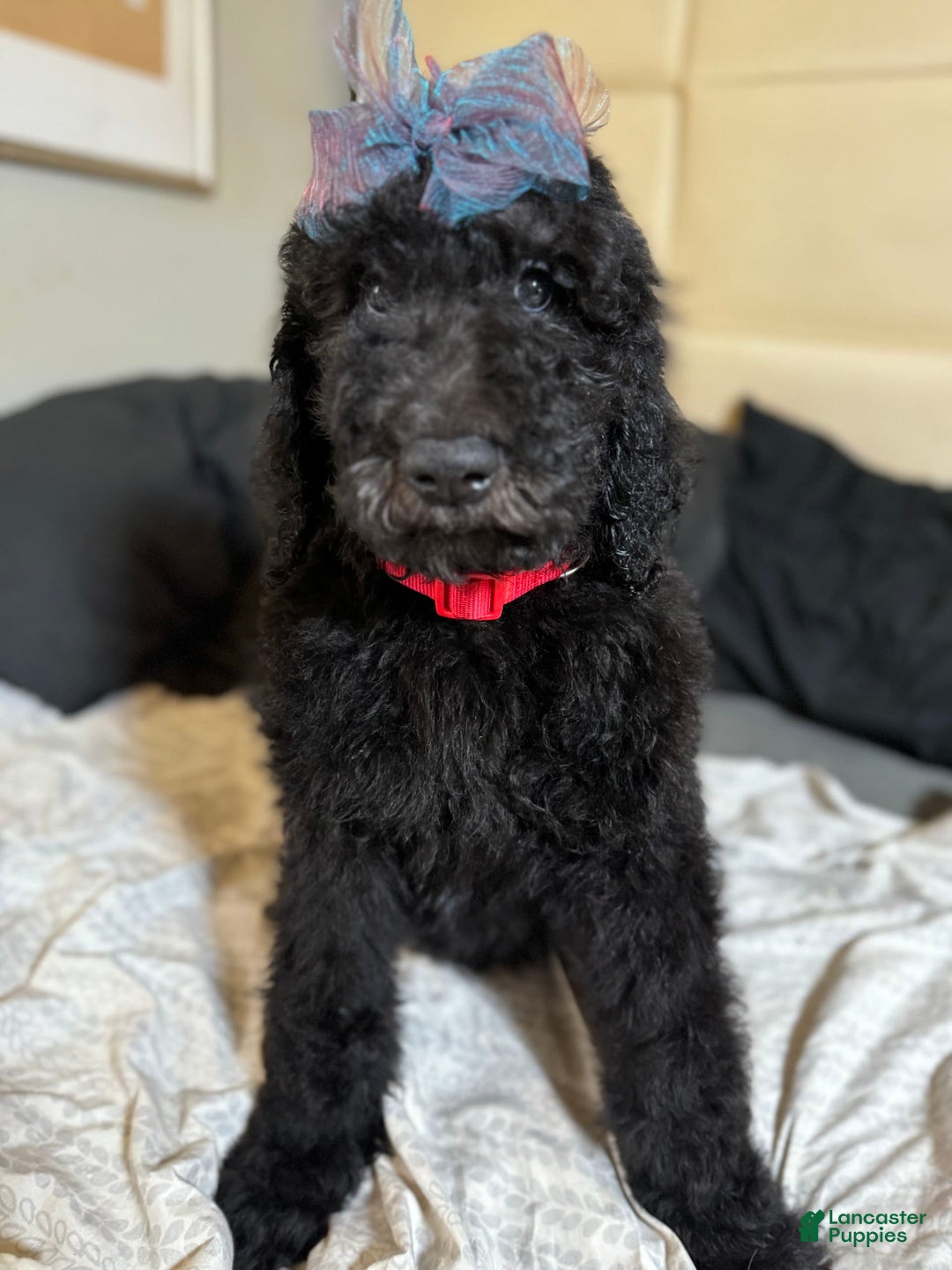 Standard Poodle dogs for sale: Ningning - Image 2