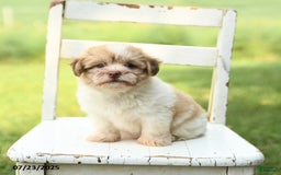 Havanese dogs for sale: Barney - Image 4