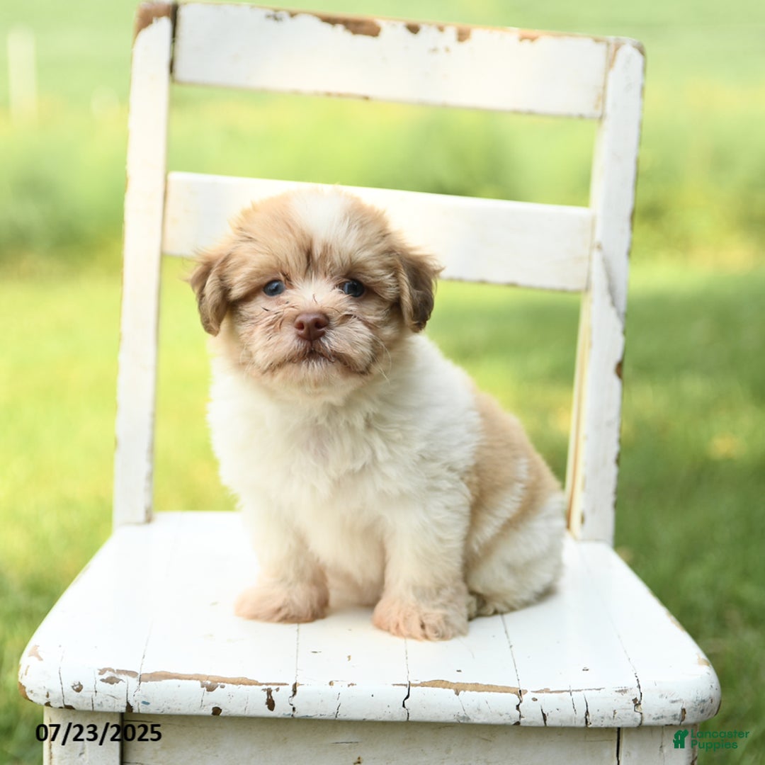 Havanese dogs for sale: Barney - Image 4