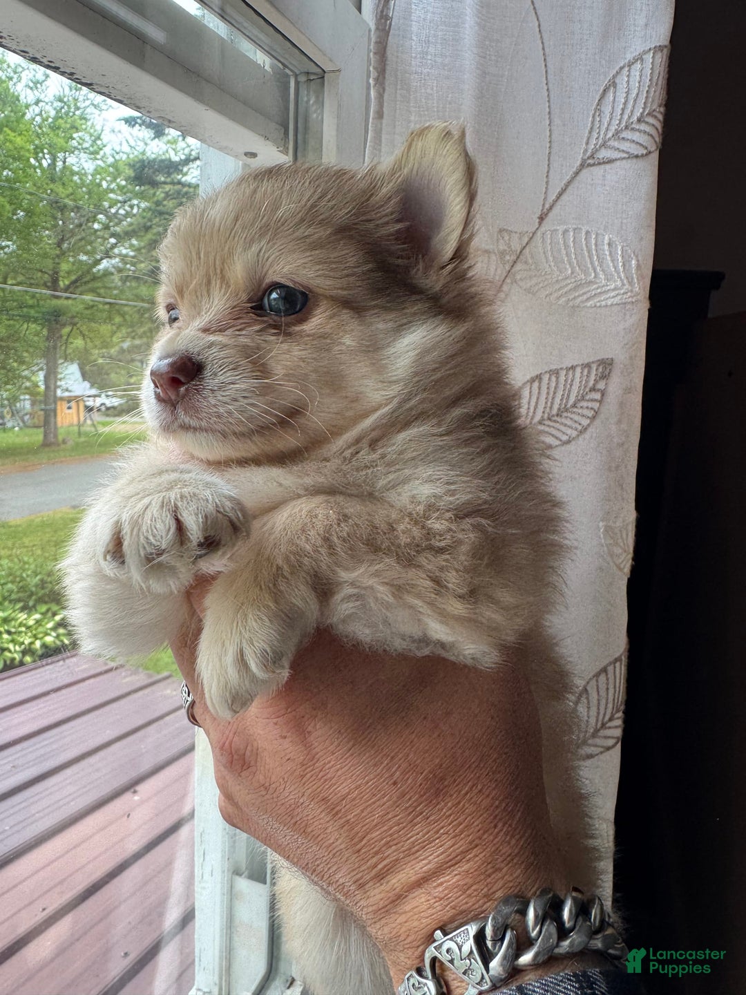 Pomeranian dogs for sale: Cookie Doe - Image 7