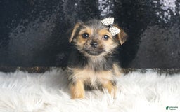 Morkie dogs for sale: Pudding - Image 3
