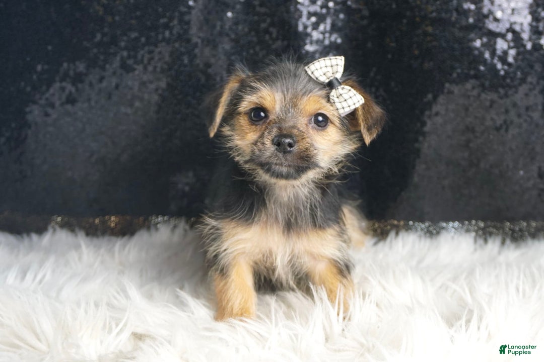 Morkie dogs for sale: Pudding - Image 3