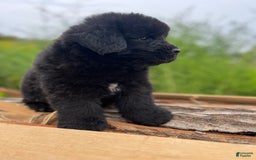 Newfoundland dogs for sale: Dahlia - Image 7