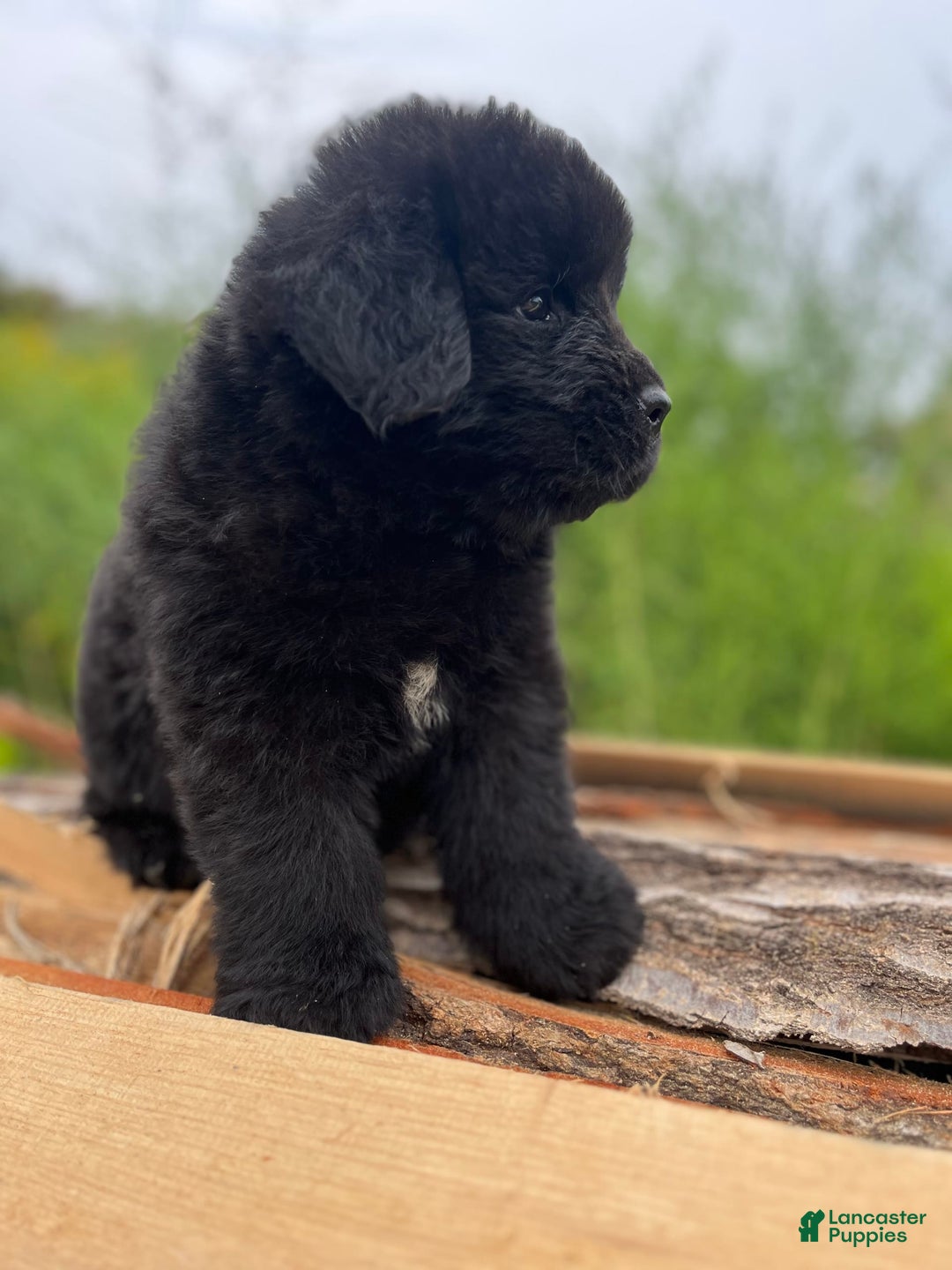 Newfoundland dogs for sale: Dahlia - Image 7