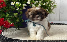 Shih Tzu dogs for sale: Boomer - Image 2