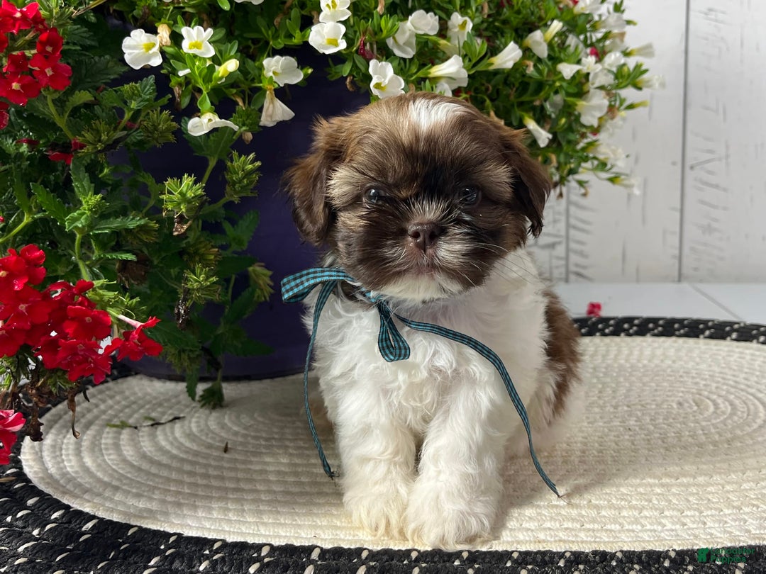 Shih Tzu dogs for sale: Boomer - Image 2