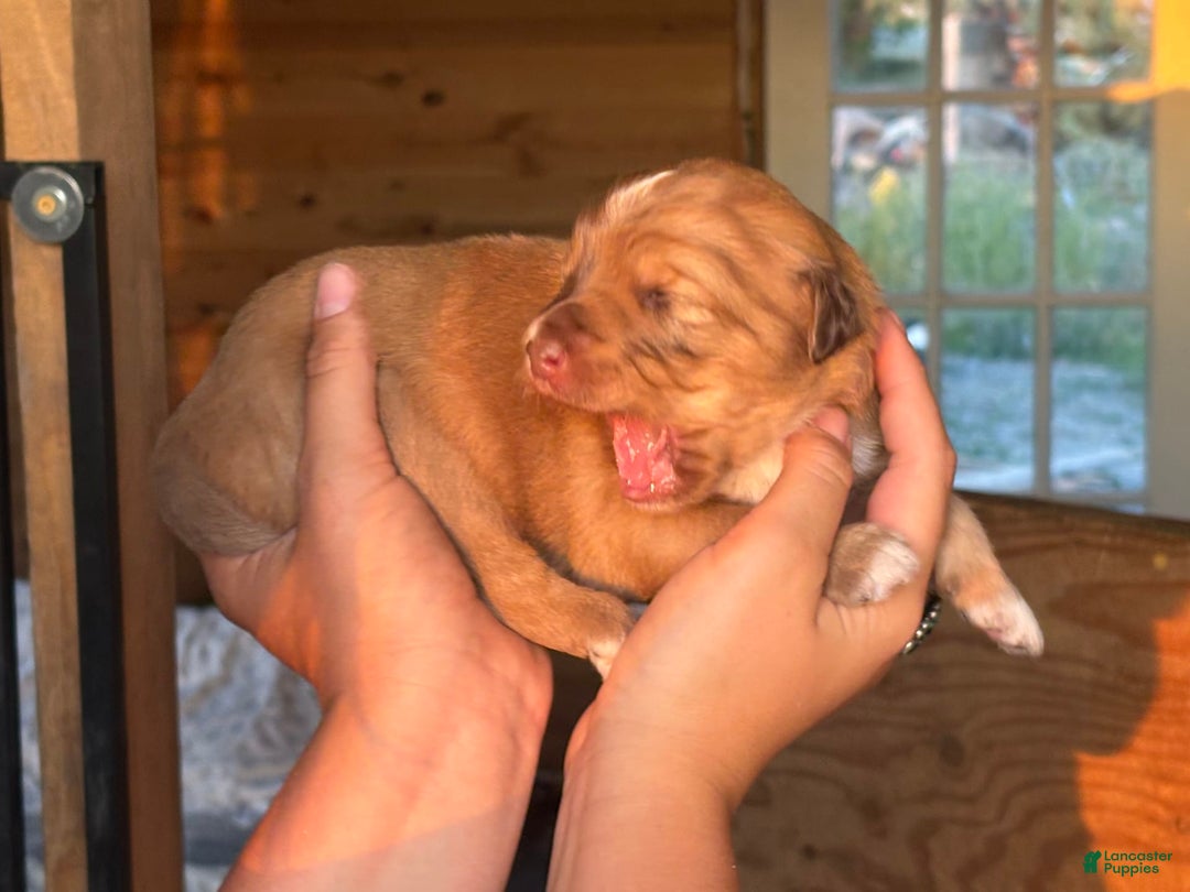 Aussiedoodle dogs for sale: Reba - Image 2