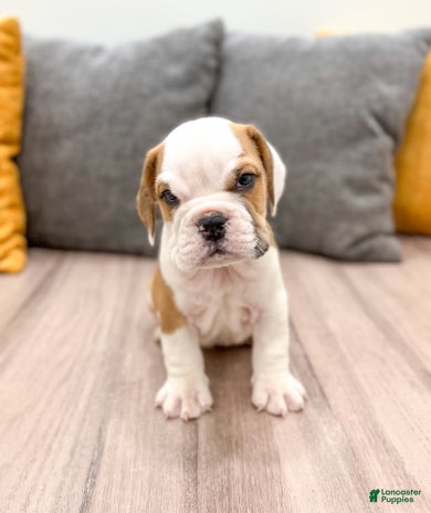 Beabull dogs for sale - Ad 2