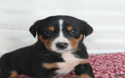 Greater Swiss Mountain Dog dogs for sale: Chip - Image 1
