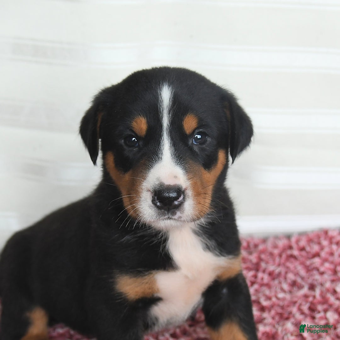 Greater Swiss Mountain Dog dogs for sale: Chip - Image 1