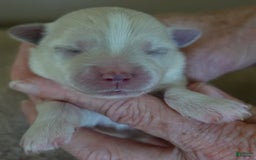 Maltese dogs for sale: Empress - Image 5