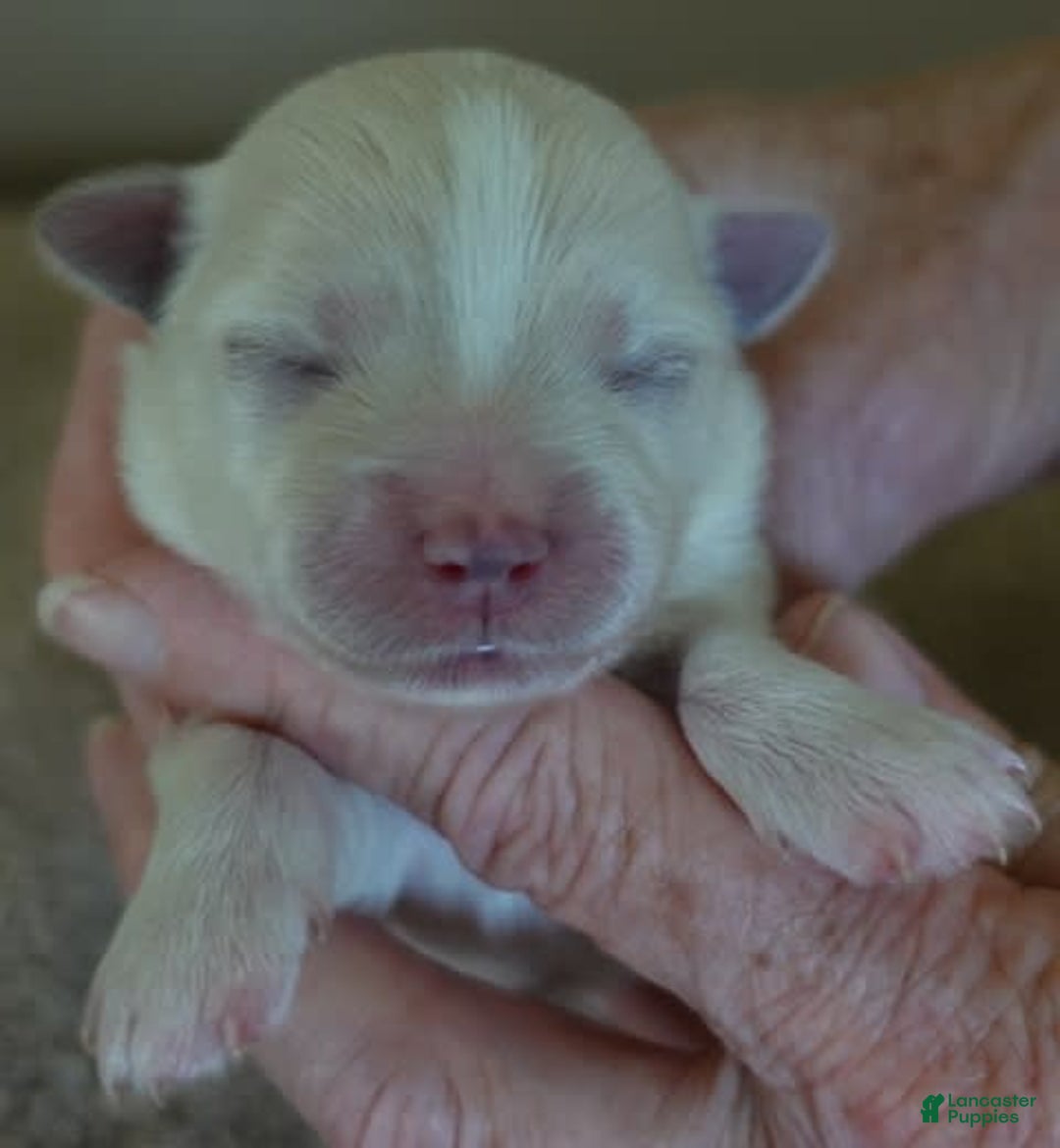 Maltese dogs for sale: Empress - Image 5