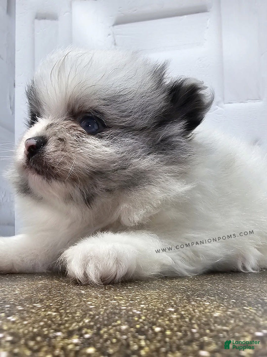 Pomeranian dogs for sale: Blue Eye - Blue Merle - Extreme Parti - Image 26