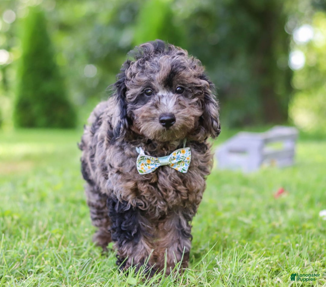 Miniature Poodle dogs for sale: Dax - Image 2