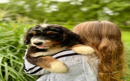 Bernedoodle dogs for sale: Charley - Image 2