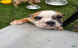 English Bulldog dogs for sale: Mr. Mans Jr. - Image 6